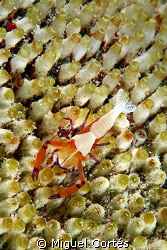 Shrimp. by Miguel Cortés 